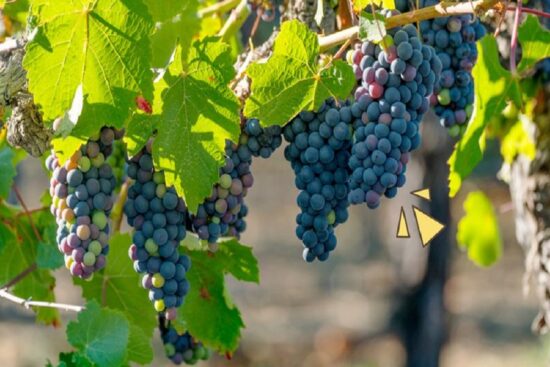 Cara Budidaya Anggur Dengan Beragam Faktor Dan Perawatannya
